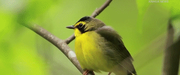 微視頻|讓大地山川綠起來