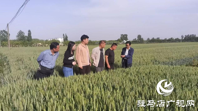 駐馬店市城鄉一體化示范區：邀請專家“把脈” 助力小麥病蟲害防治
