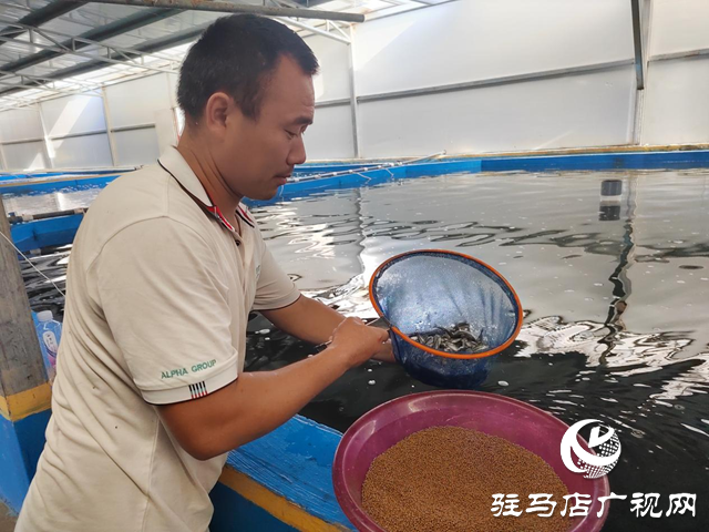 遂平縣出山鎮：鱸魚養出新&ldquo;豐&rdquo;景