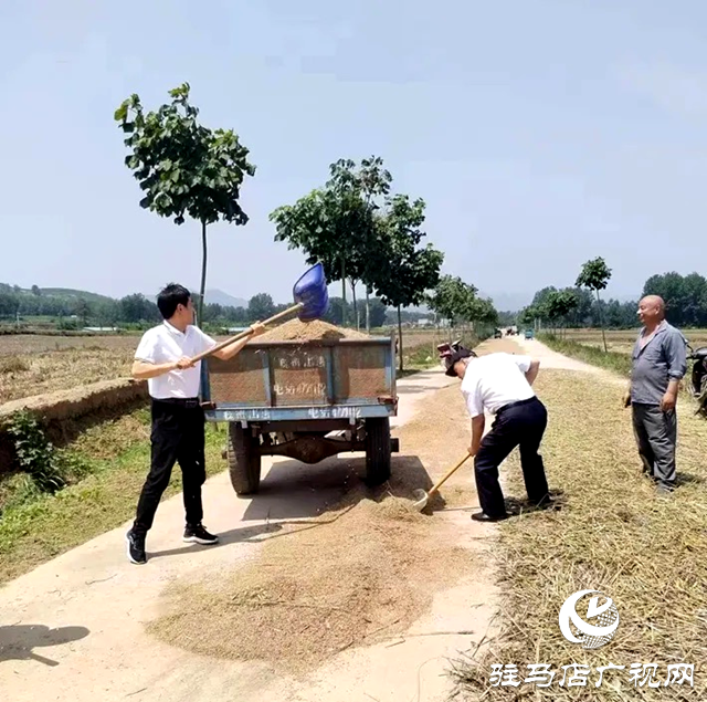 遂平縣：奮戰“三夏”搶收忙駐村第一書記顯擔當