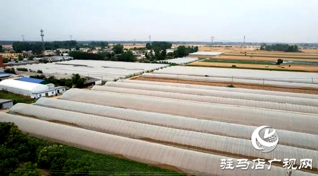 遂平：蔬菜大棚&ldquo;種&rdquo;出鄉村振興好&ldquo;錢&rdquo;景