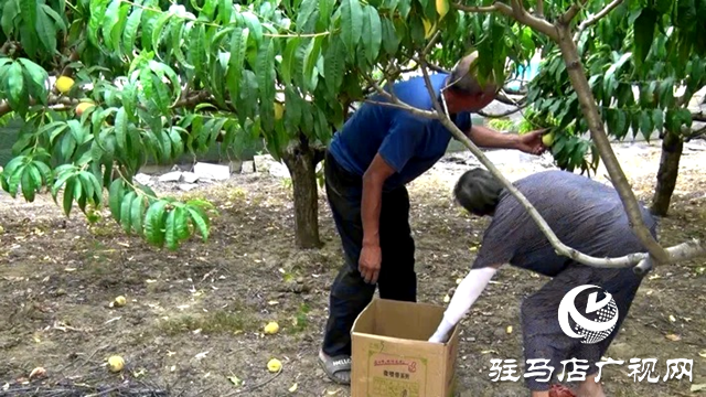 遂平縣:齊心協(xié)力 助農(nóng)賣(mài)桃