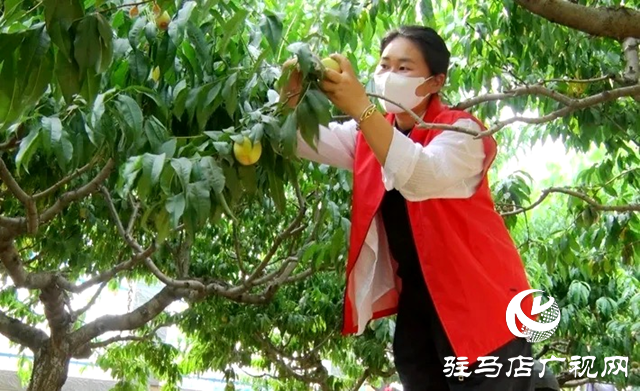 遂平縣:齊心協(xié)力 助農(nóng)賣(mài)桃