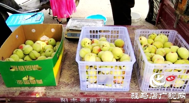 遂平縣:齊心協(xié)力 助農(nóng)賣(mài)桃