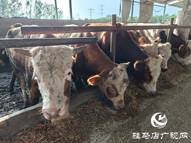 西平縣小王莊村:產(chǎn)業(yè)養(yǎng)殖奏響鄉(xiāng)村振興“奮進(jìn)曲”