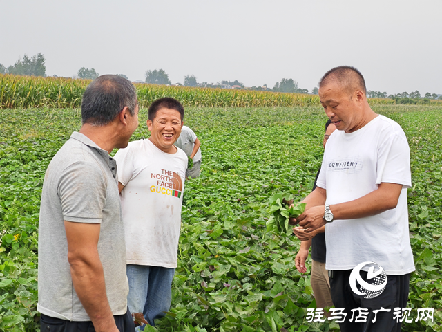 平輿縣東和店鎮小吳村:奮力爭創“產業興旺星” 照亮鄉村振興路