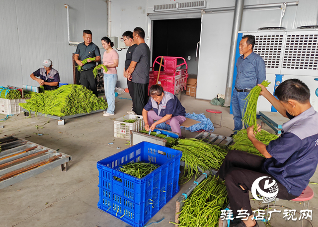 平輿縣萬金店鎮(zhèn)王寨村:黨建引領(lǐng)促發(fā)展 產(chǎn)業(yè)興旺迎豐收