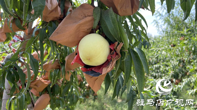 遂平:冬桃映出豐收好光景