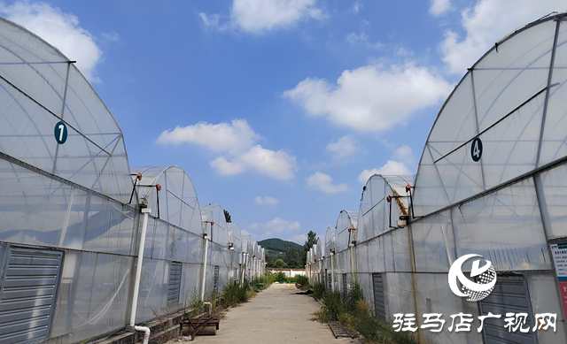 確山縣竹溝鎮王崗村：中藥材種植成致富“良方”