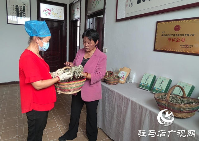 【天中光榮榜】張小紅:把小艾草做成守護群眾健康的“生命草”