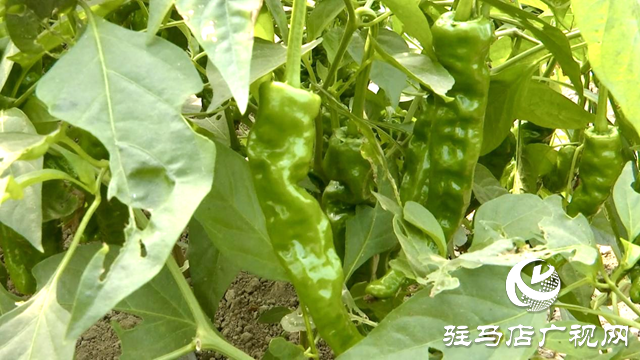 正陽縣王勿橋鄉新豐村:初冬辣椒“搶鮮”上市 菜農增收采摘忙