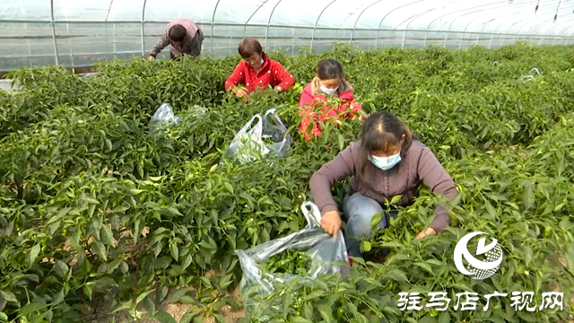 正陽縣王勿橋鄉新豐村:初冬辣椒“搶鮮”上市 菜農增收采摘忙