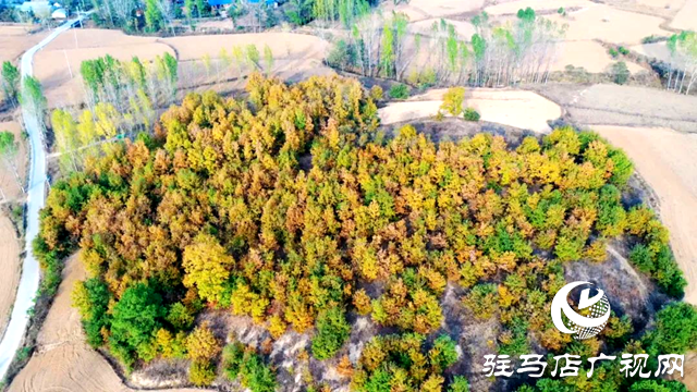 泌陽縣曾溝：鄉野的絢麗畫卷