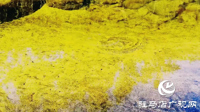 泌陽縣曾溝：鄉野的絢麗畫卷