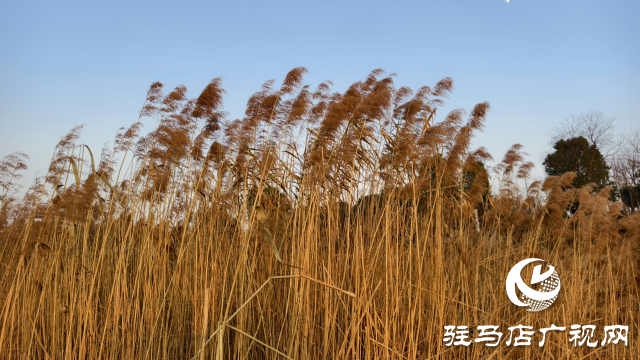 秀水公園蘆葦：冬日里的詩意與柔情