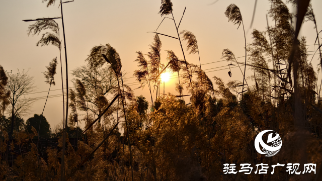 秀水公園蘆葦：冬日里的詩意與柔情