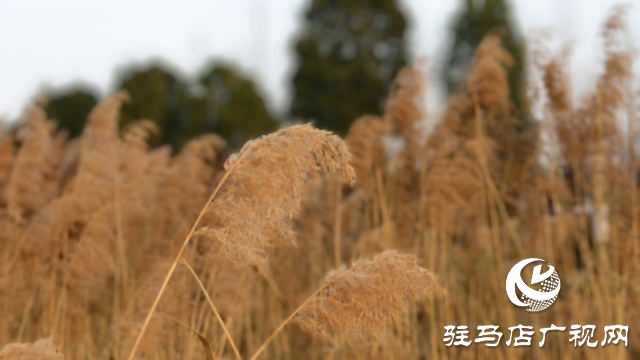 秀水公園蘆葦：冬日里的詩意與柔情