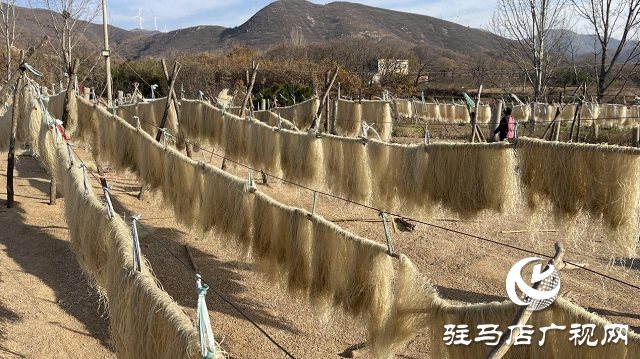 驛城區：紅薯粉條“曬”出農家致富路