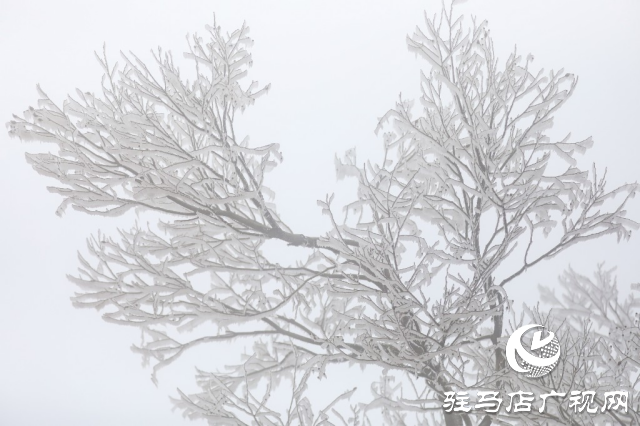 泌陽銅山鄉閔莊的霧凇童話鎮