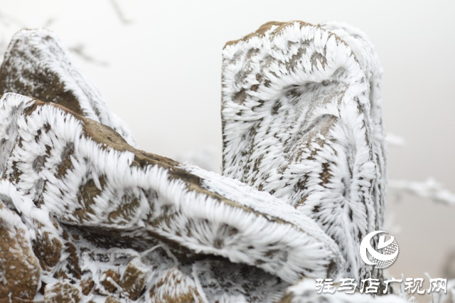 泌陽銅山鄉閔莊的霧凇童話鎮