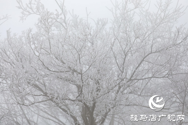 泌陽銅山鄉閔莊的霧凇童話鎮