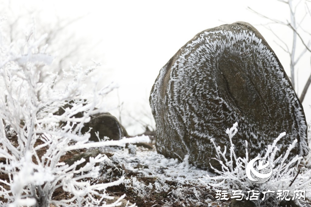 泌陽銅山鄉閔莊的霧凇童話鎮