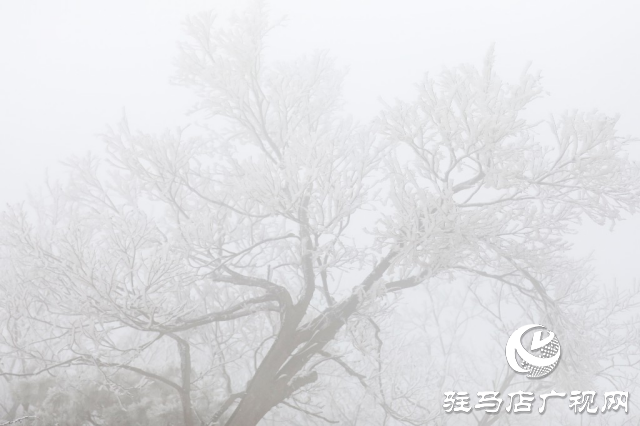 泌陽銅山鄉閔莊的霧凇童話鎮