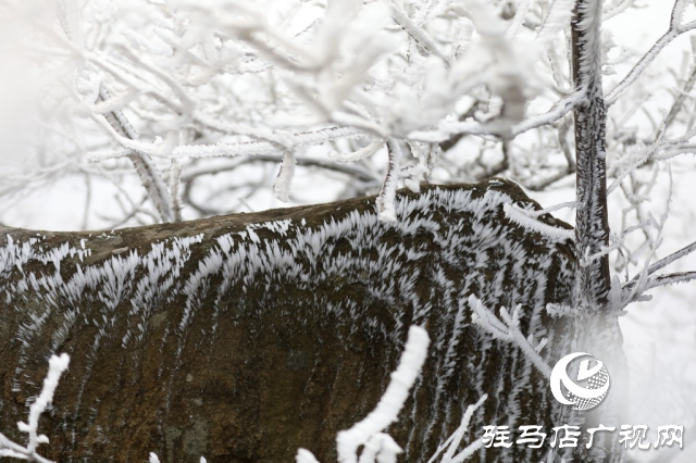 泌陽銅山鄉閔莊的霧凇童話鎮