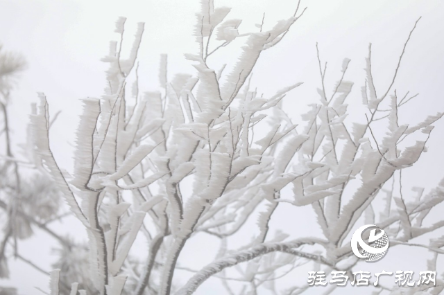 泌陽銅山鄉閔莊的霧凇童話鎮