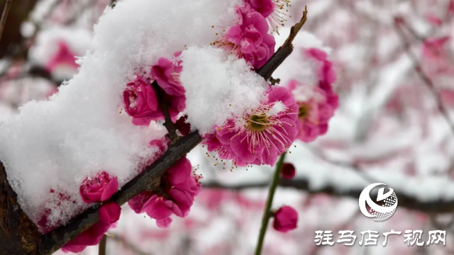 駐馬店雙龍公園:雪舞梅香 詩意盎然