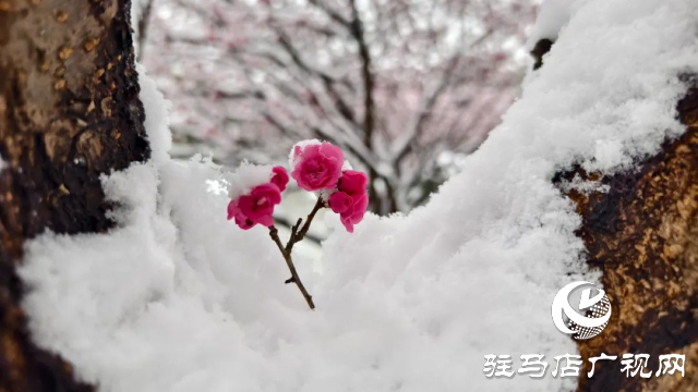駐馬店雙龍公園:雪舞梅香 詩意盎然