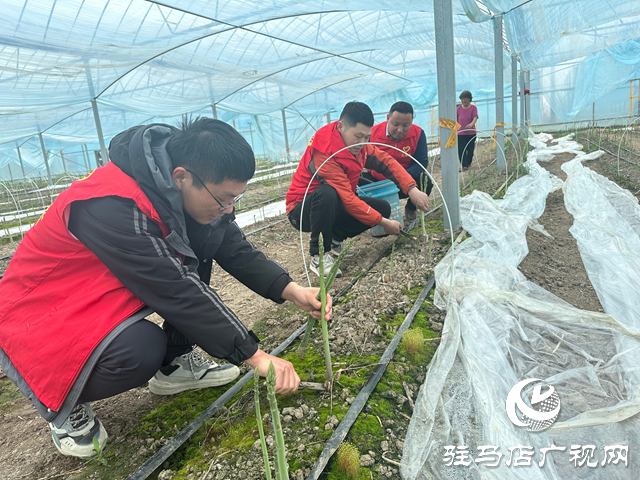 新蔡縣化莊鄉:志愿者助力蘆筍采摘 溫暖行動解農戶燃眉之急