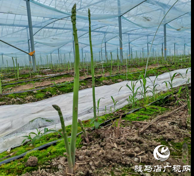 新蔡縣化莊鄉:小小蘆筍點燃鄉村振興“綠”動力