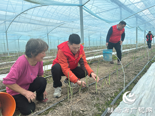 新蔡縣化莊鄉:志愿者助力蘆筍采摘 溫暖行動解農戶燃眉之急