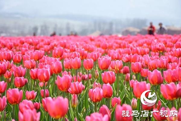 【邀您打卡】3月22日，嵖岈山郁金香園盛大啟幕