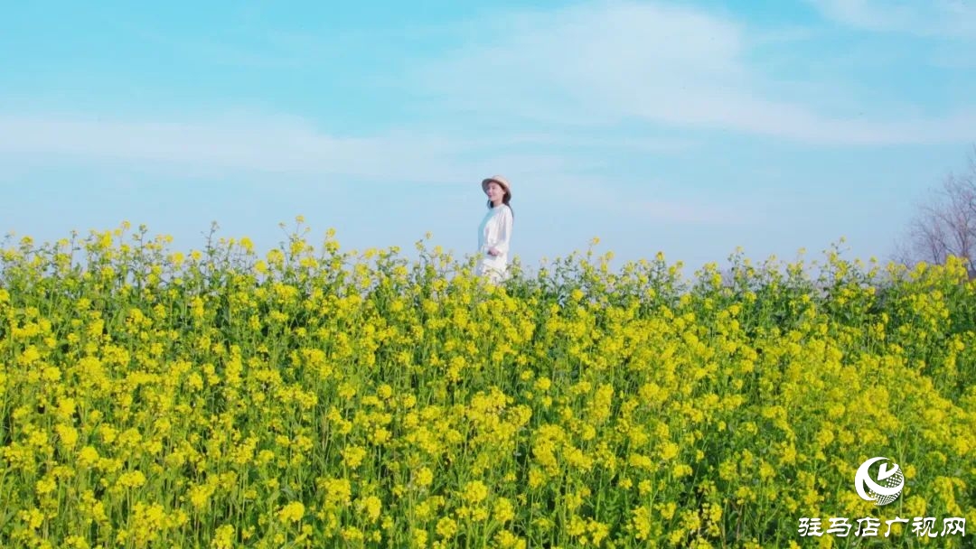 新蔡的油菜花都開了 快來看春天的“金色顯眼包”