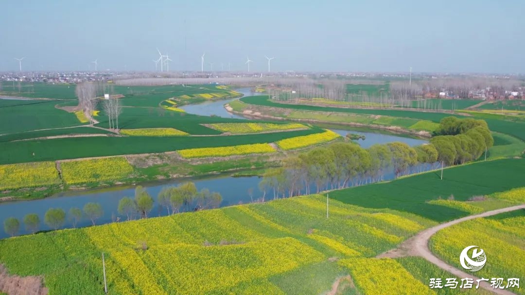 新蔡的油菜花都開了 快來看春天的“金色顯眼包”