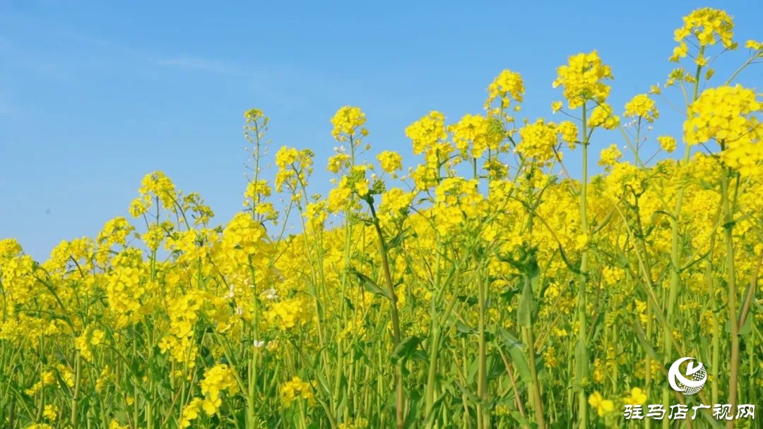 新蔡的油菜花都開了 快來看春天的“金色顯眼包”