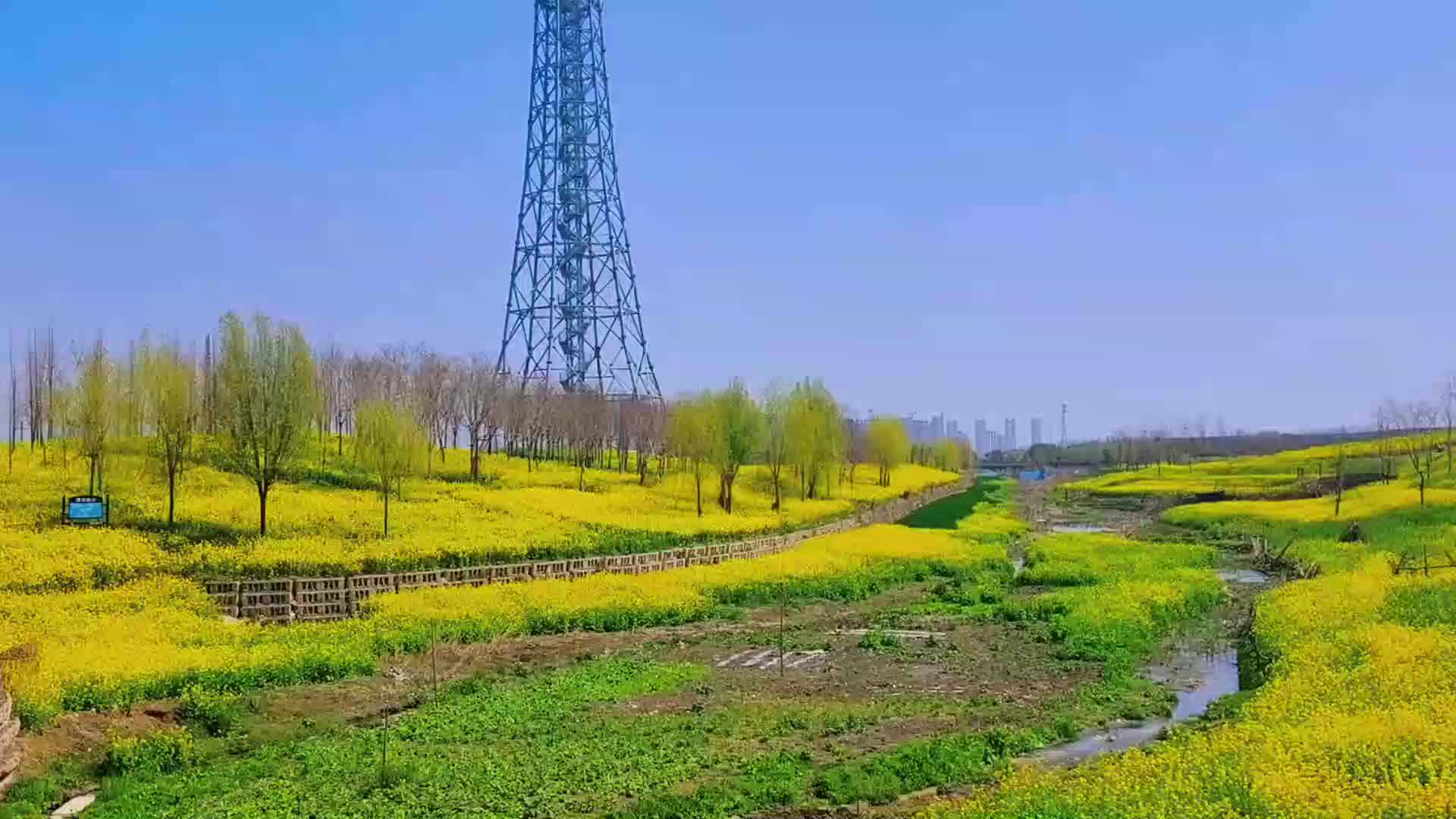 洪河兩岸披“金甲”