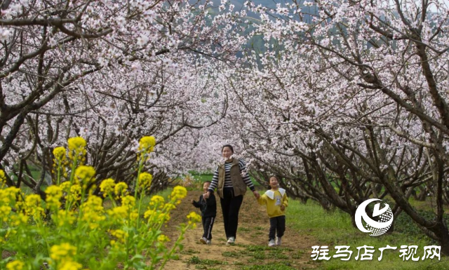 確山縣：三千畝桃林競芳菲 螞蟻山成春日打卡地