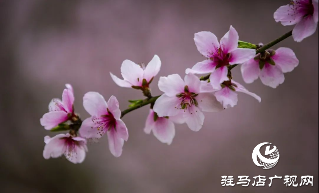 確山縣：三千畝桃林競芳菲 螞蟻山成春日打卡地