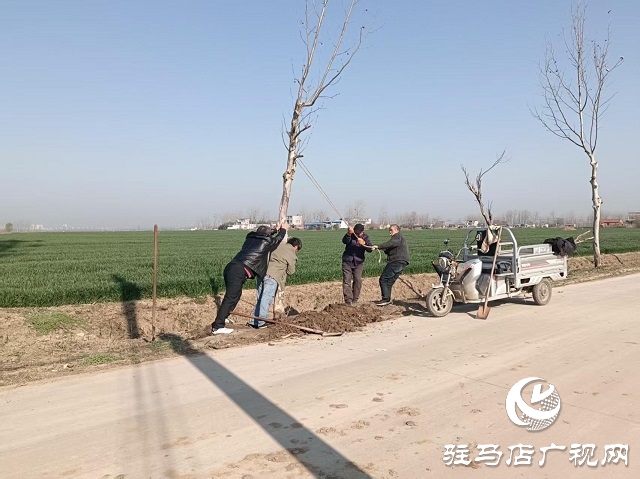 新蔡縣頓崗鄉:強化樹木管護 鞏固綠化成果