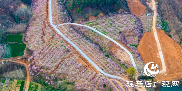 確山縣：三千畝桃林競芳菲 螞蟻山成春日打卡地