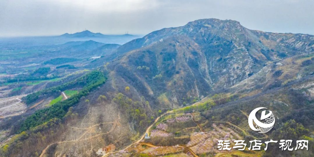 確山縣：三千畝桃林競芳菲 螞蟻山成春日打卡地