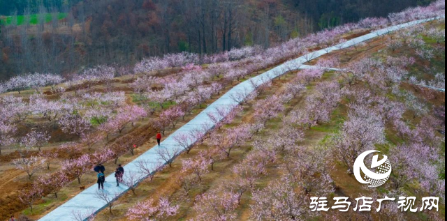 確山縣：三千畝桃林競芳菲 螞蟻山成春日打卡地