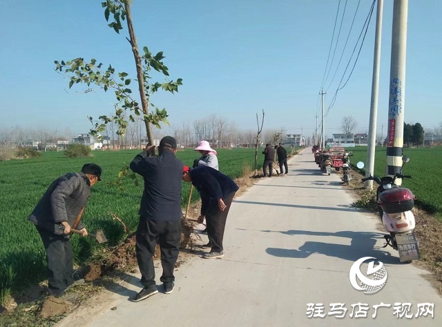 新蔡縣頓崗鄉:強化樹木管護 鞏固綠化成果