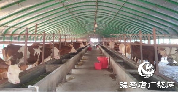 遂平縣沈寨鎮(zhèn)沈莊村:黨建引領(lǐng)繪就鄉(xiāng)村振興新圖景