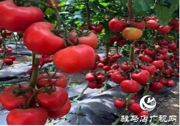 遂平縣沈寨鎮(zhèn)沈莊村:黨建引領(lǐng)繪就鄉(xiāng)村振興新圖景