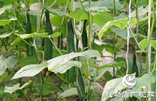 遂平縣沈寨鎮(zhèn)沈莊村:黨建引領(lǐng)繪就鄉(xiāng)村振興新圖景