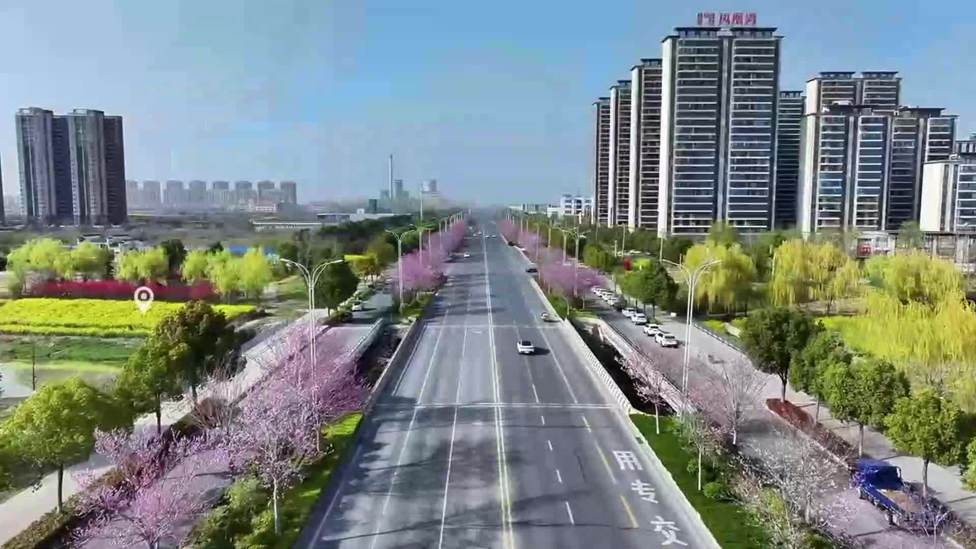 【大美天中】姹紫嫣紅映天中 駐馬店春色染長街